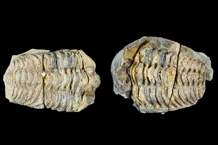 Fossil Calymene Trilobite Nodule - Morocco #106629